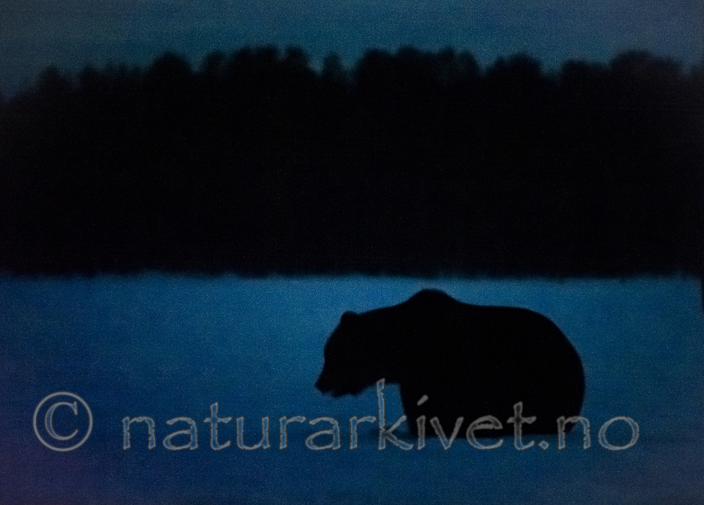 BB_20180417_1605 / Ursus arctos / Brunbjørn