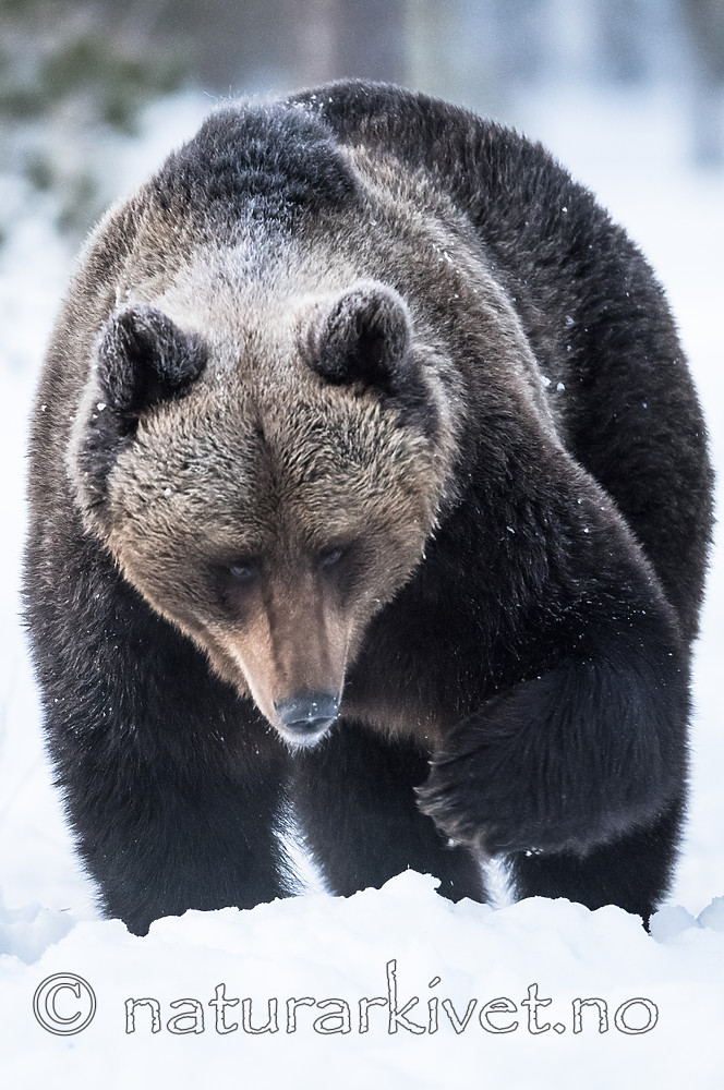 BB_20180418_0105 / Ursus arctos / Brunbjørn