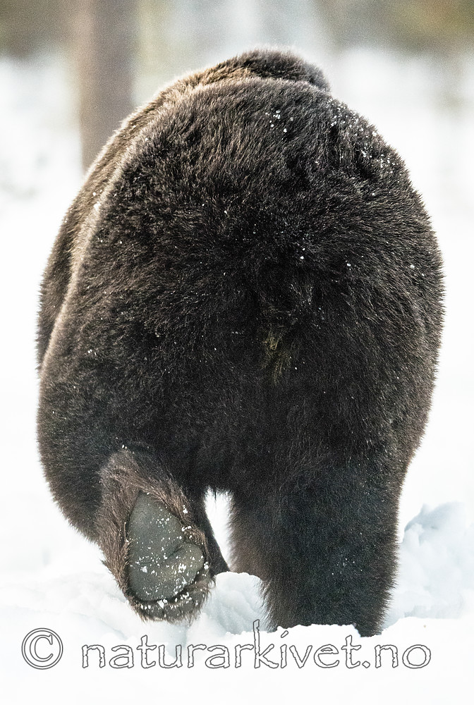 BB_20180418_0171_ / Ursus arctos / Brunbjørn