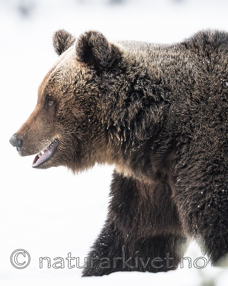 BB_20180418_0292 / Ursus arctos / Brunbjørn