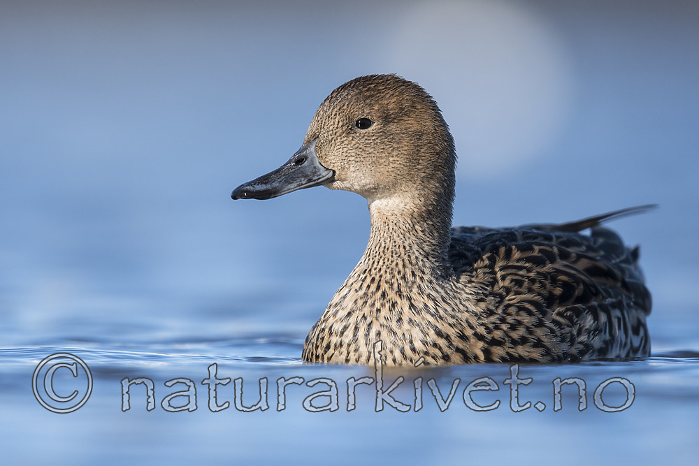 BB_20180421_0960 / Anas acuta / Stjertand