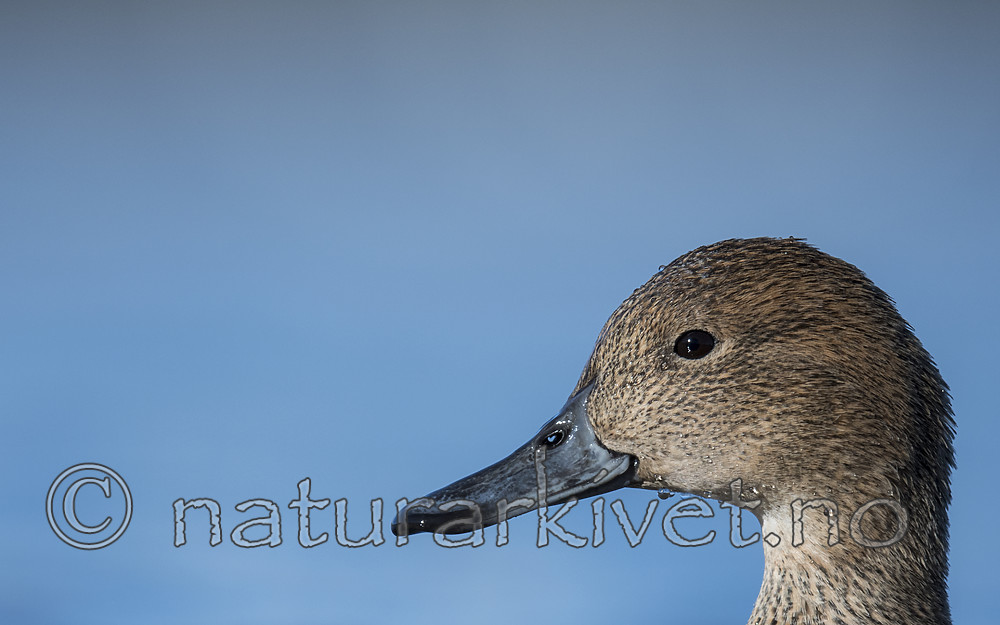 BB_20180421_1046 / Anas acuta / Stjertand