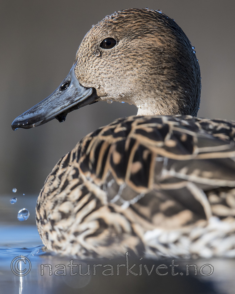 BB_20180421_1075 / Anas acuta / Stjertand