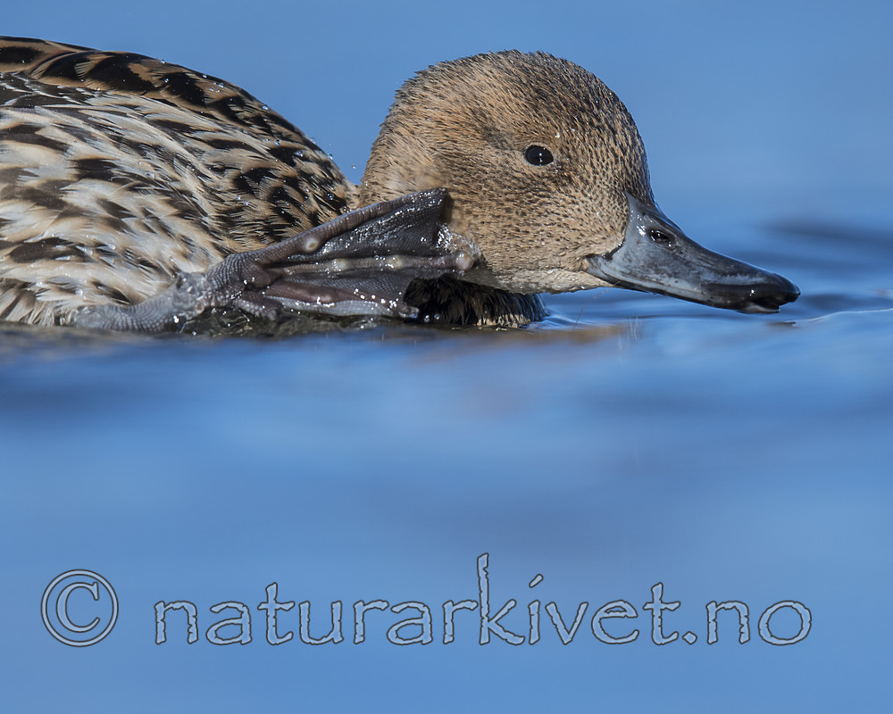 BB_20180421_1097 / Anas acuta / Stjertand