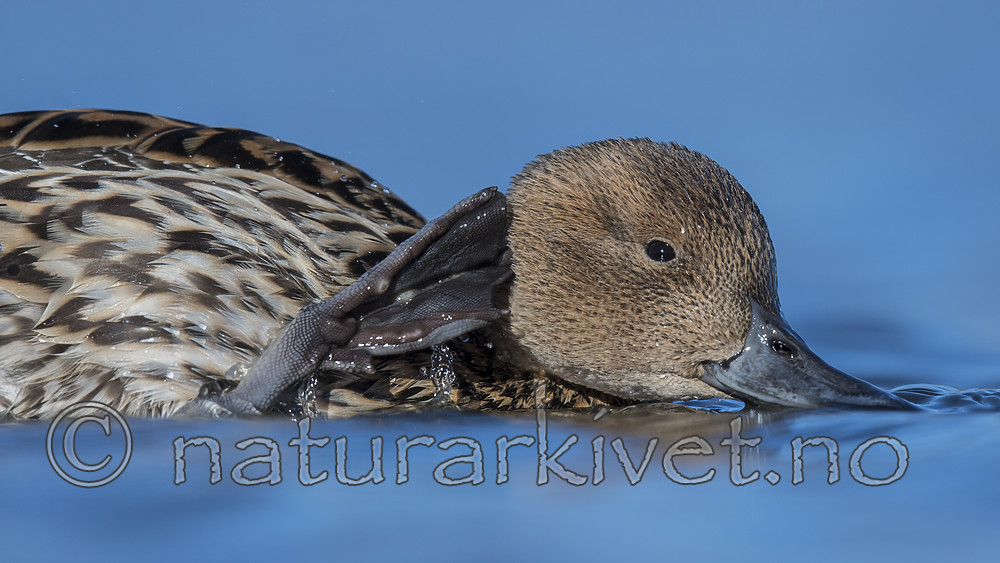 BB_20180421_1099 / Anas acuta / Stjertand