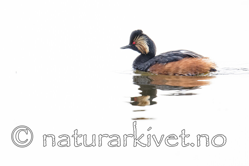 BB_20180512_0540 / Podiceps nigricollis / Svarthalsdykker