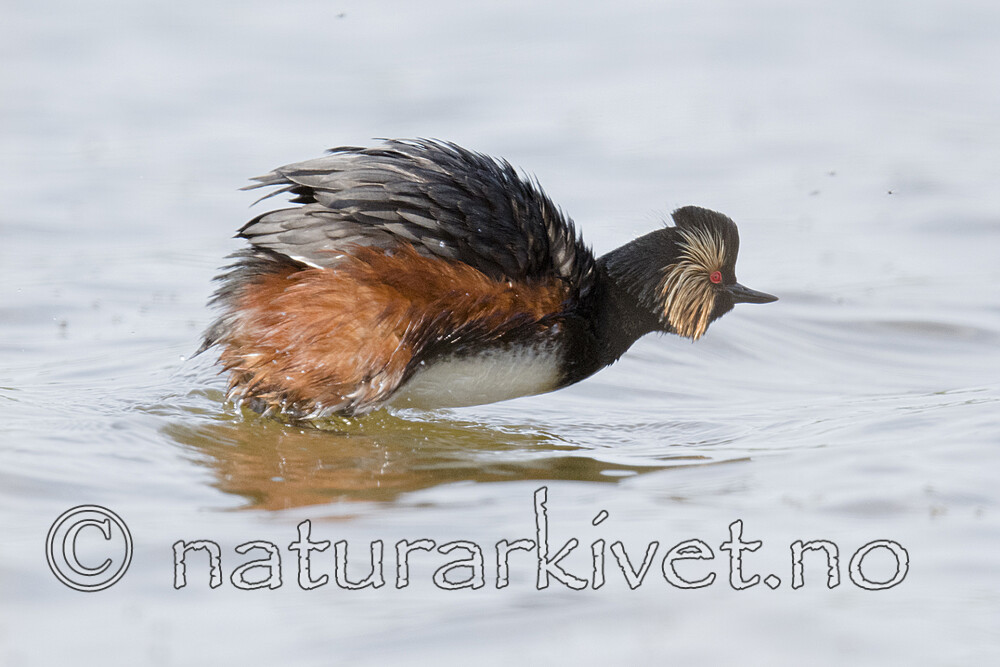 BB_20180512_6718 / Podiceps nigricollis / Svarthalsdykker