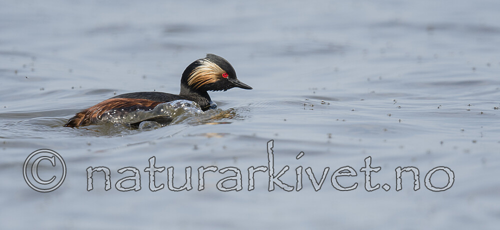 BB_20180512_7235 / Podiceps nigricollis / Svarthalsdykker