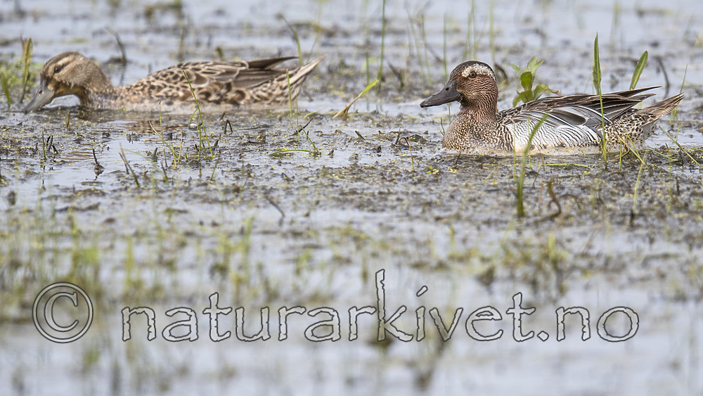 BB_20180512_7734 / Anas querquedula / Knekkand