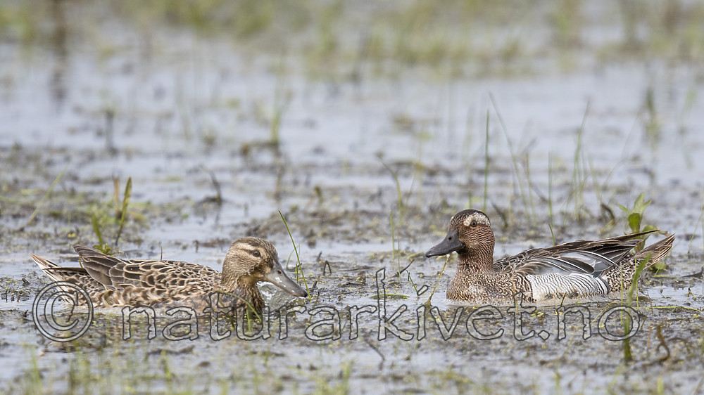 BB_20180512_7751 / Anas querquedula / Knekkand