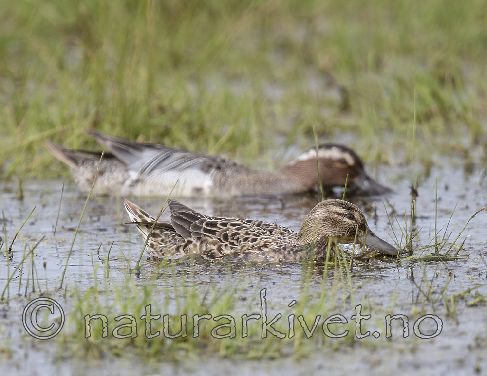 BB_20180512_7837 / Anas querquedula / Knekkand