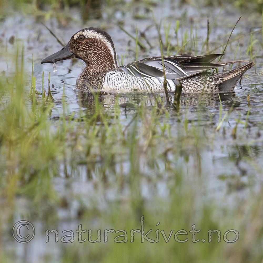 BB_20180512_7885 / Anas querquedula / Knekkand