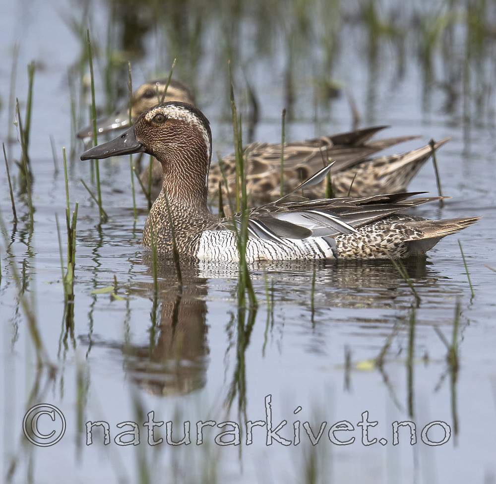 BB_20180512_7893 / Anas querquedula / Knekkand