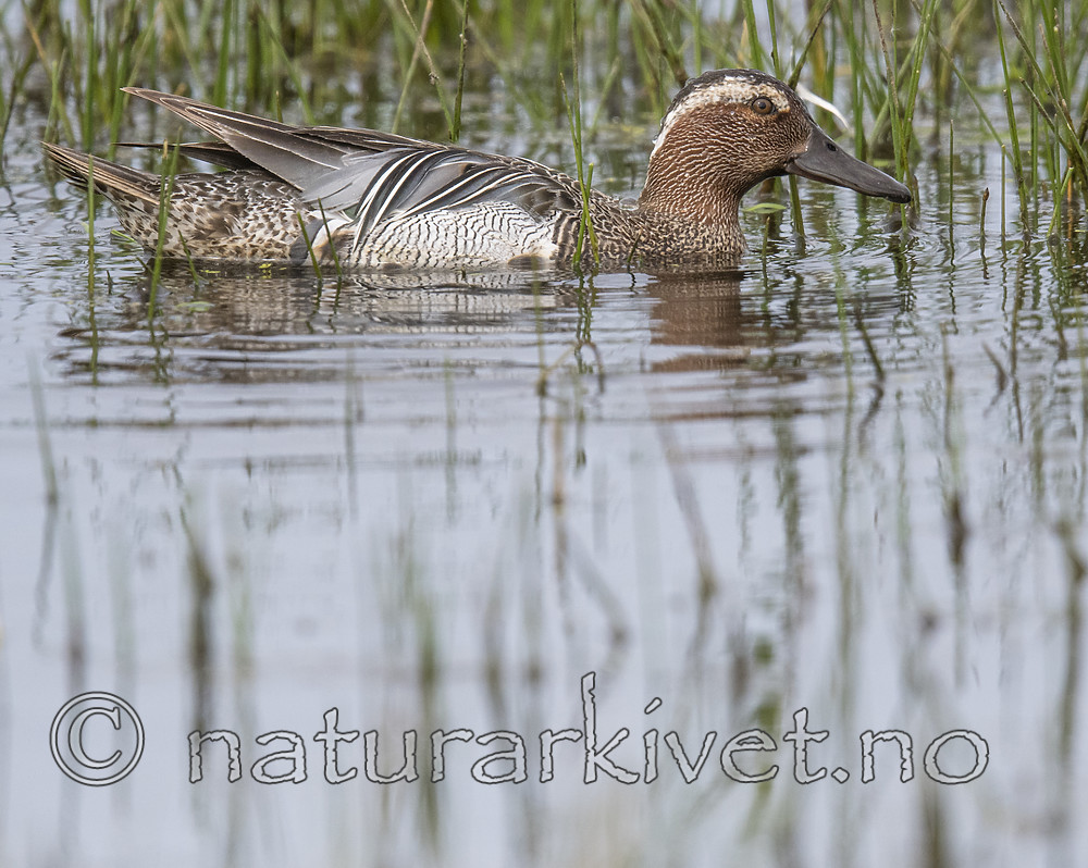 BB_20180512_7910 / Anas querquedula / Knekkand