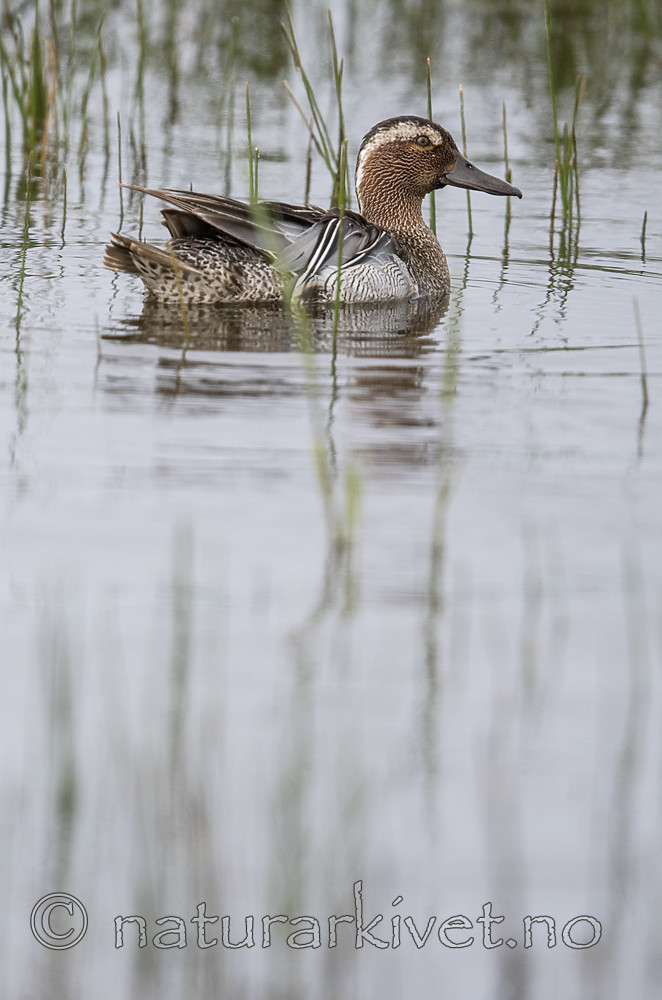 BB_20180512_8131 / Anas querquedula / Knekkand