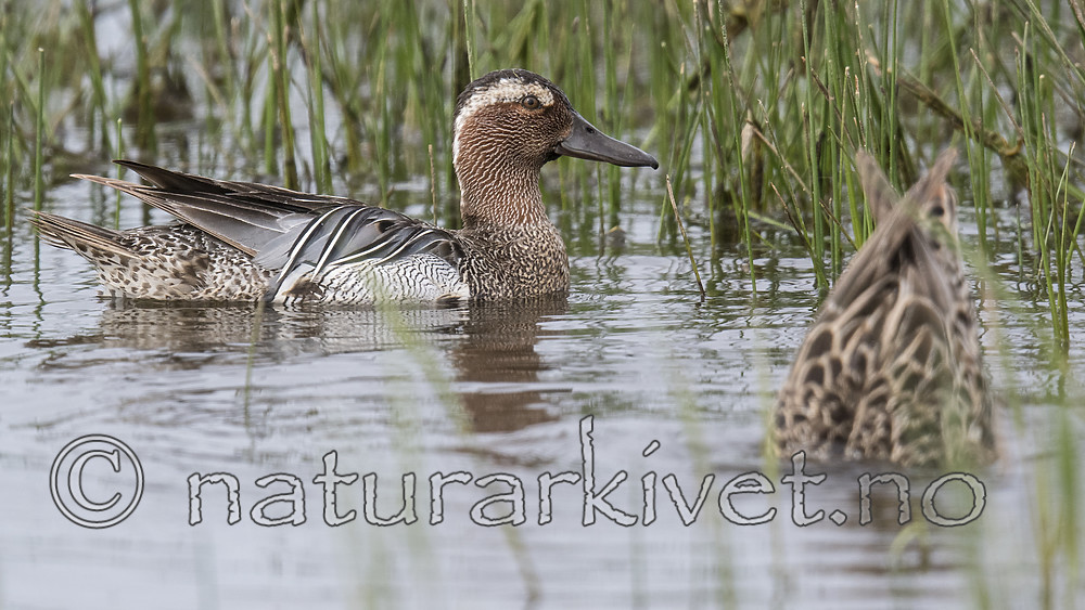 BB_20180512_8189 / Anas querquedula / Knekkand