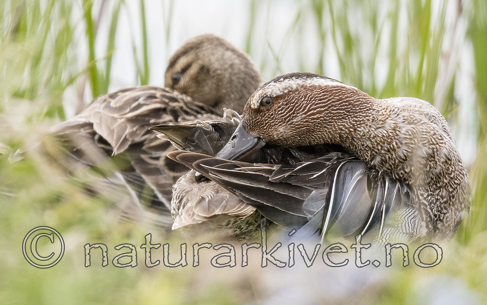 BB_20180512_8319 / Anas querquedula / Knekkand