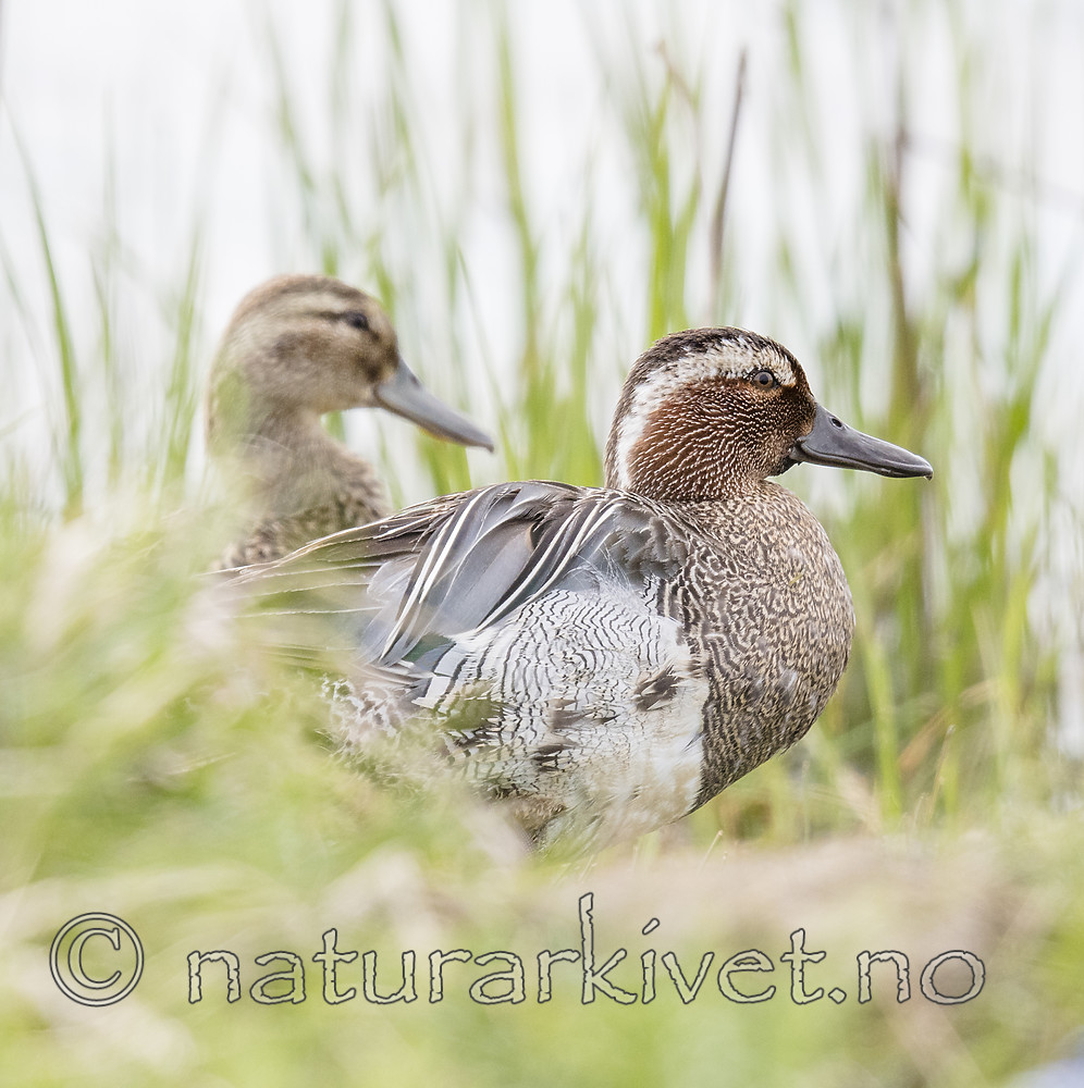 BB_20180512_8358 / Anas querquedula / Knekkand