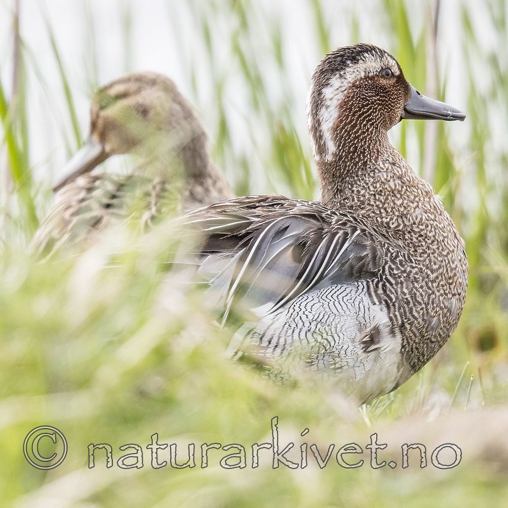 BB_20180512_8451 / Anas querquedula / Knekkand