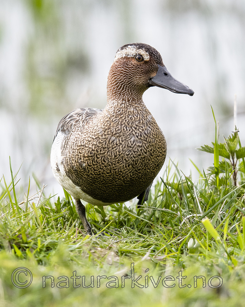 BB_20180512_8612 / Anas querquedula / Knekkand