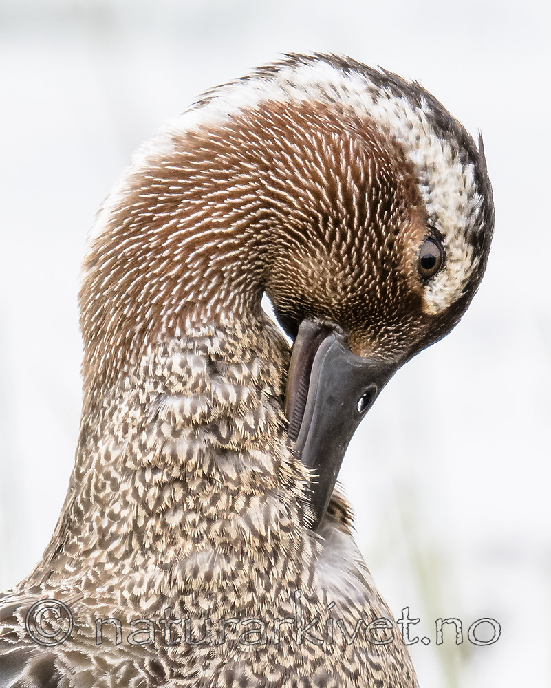 BB_20180512_8646 / Anas querquedula / Knekkand