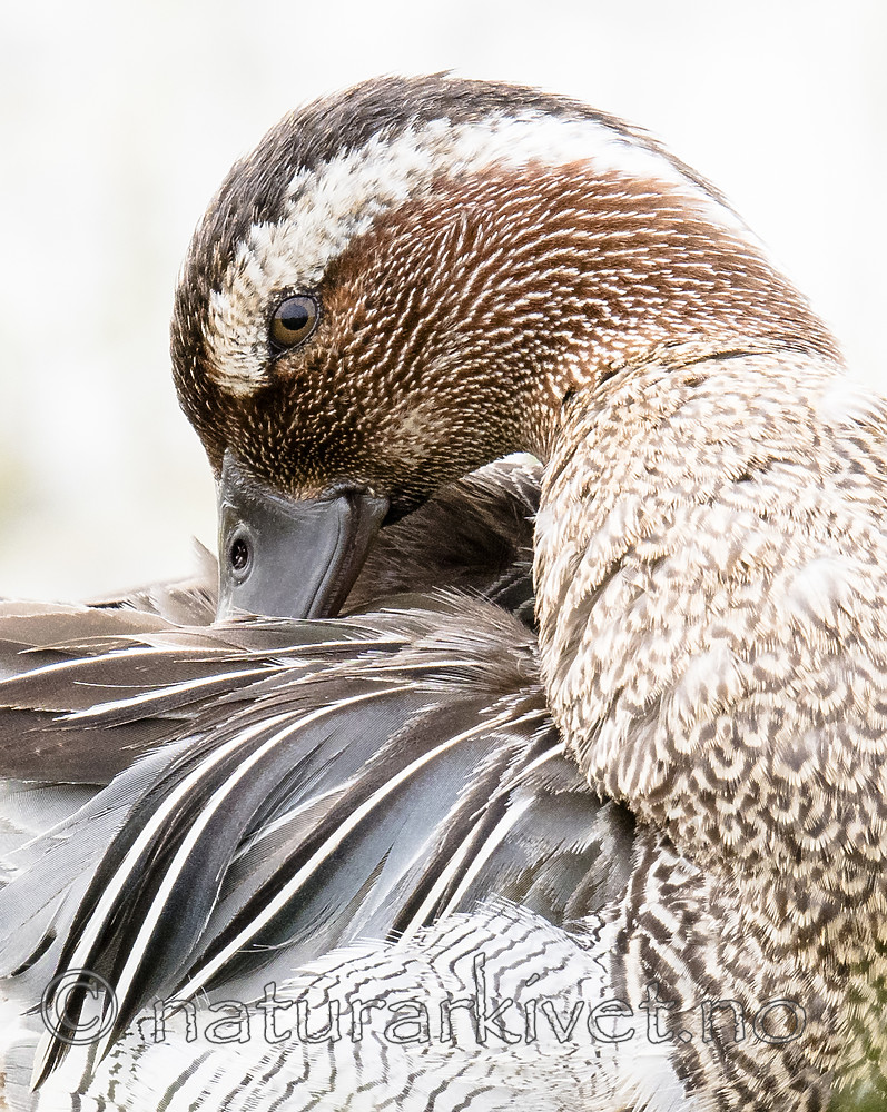 BB_20180512_8739 / Anas querquedula / Knekkand