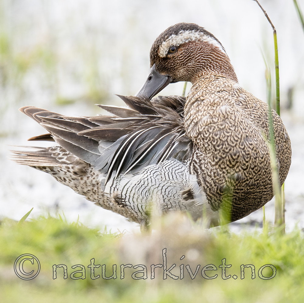 BB_20180512_8740 / Anas querquedula / Knekkand