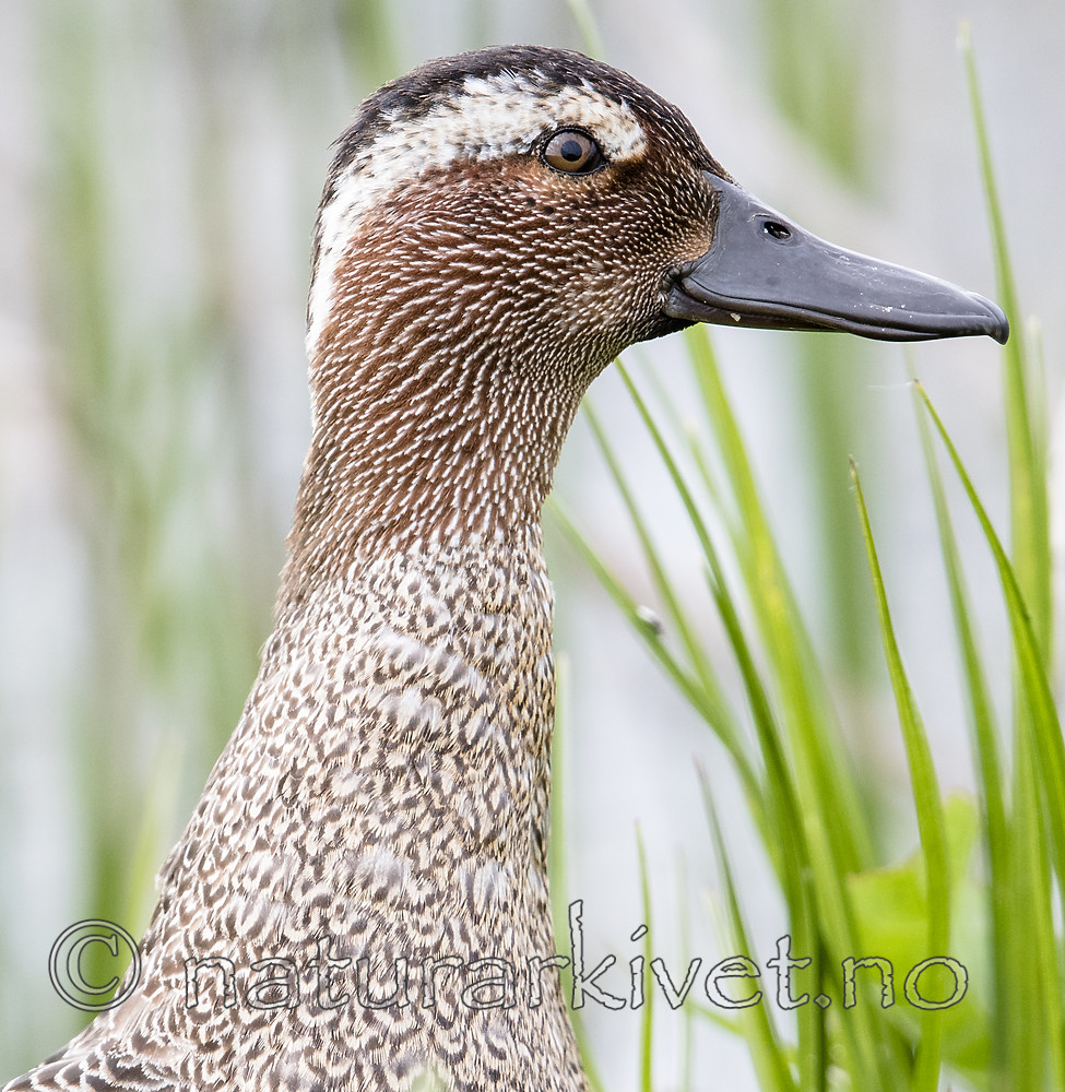 BB_20180512_8959 / Anas querquedula / Knekkand