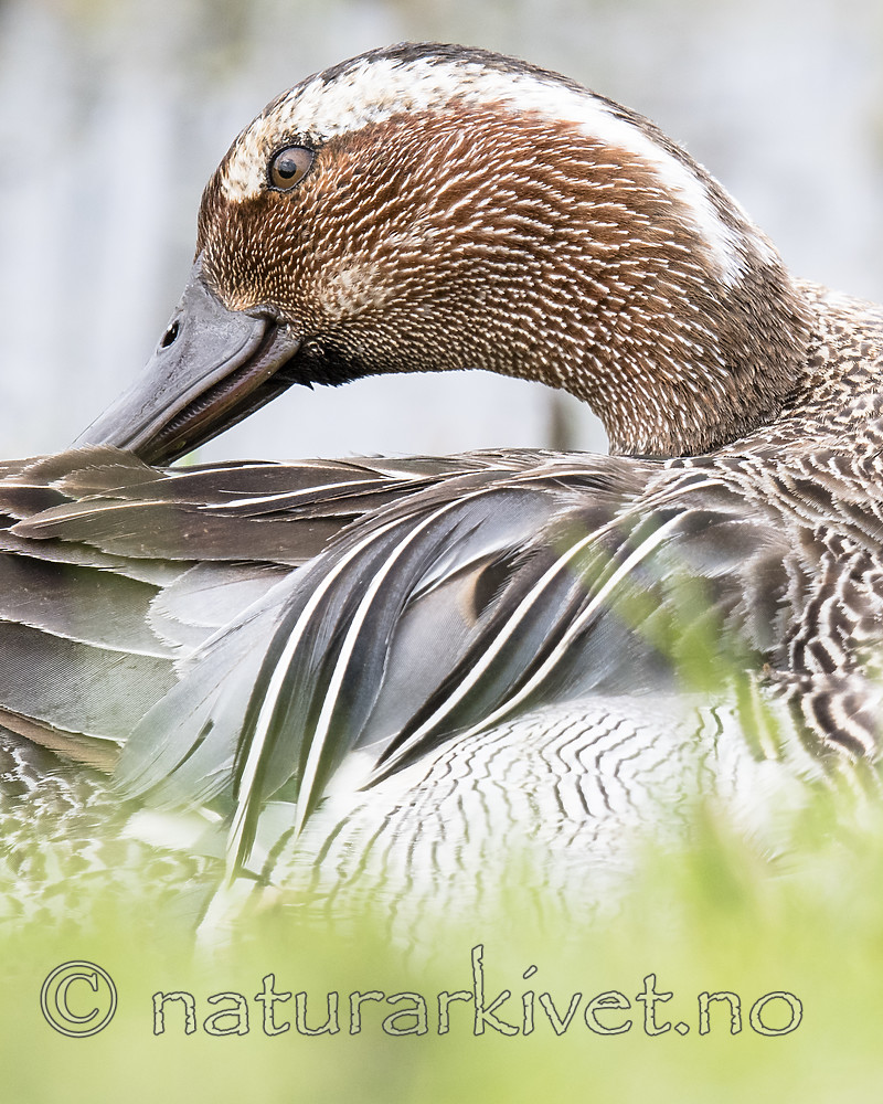 BB_20180512_9011 / Anas querquedula / Knekkand