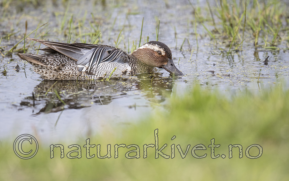 BB_20180512_9185 / Anas querquedula / Knekkand