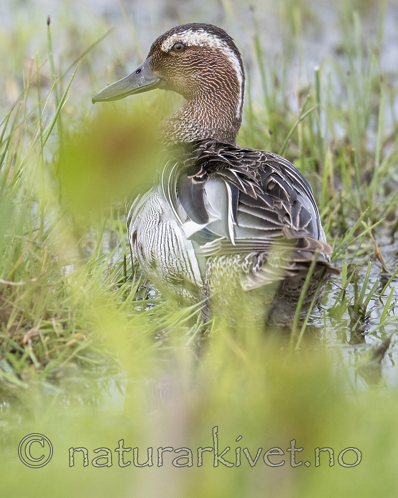 BB_20180512_9212 / Anas querquedula / Knekkand