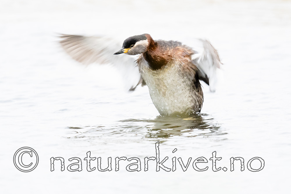 BB_20180512_9955 / Podiceps grisegena / Gråstrupedykker