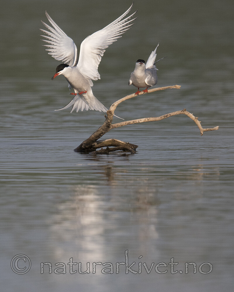 BB_20180513_0204 / Sterna hirundo / Makrellterne