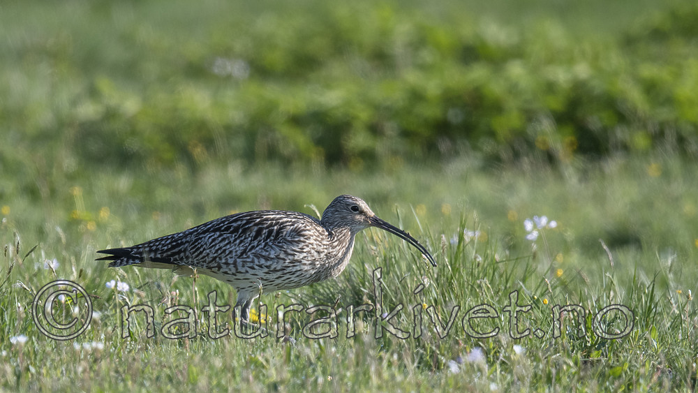 BB_20180513_0484 / Numenius arquata / Storspove