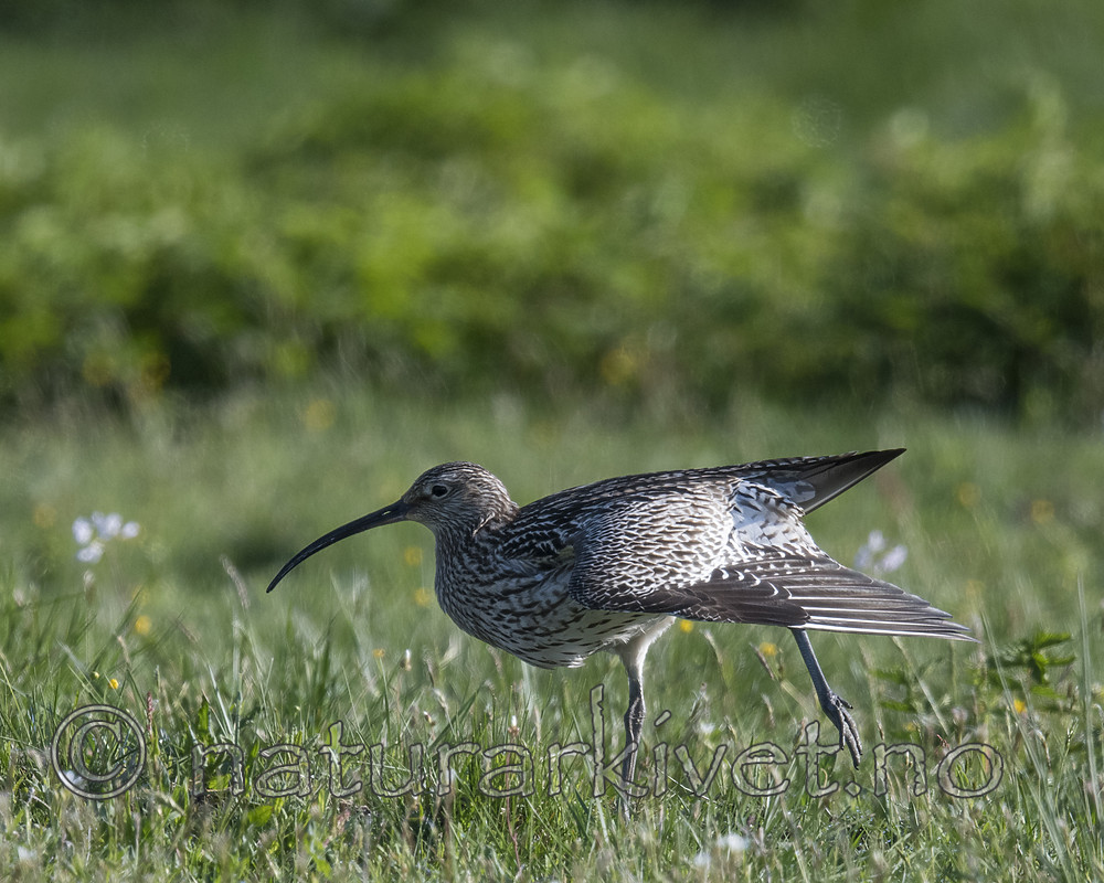 BB_20180513_0514 / Numenius arquata / Storspove