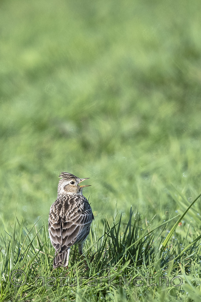 BB_20180513_0760 / Alauda arvensis / Sanglerke