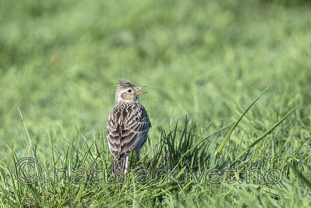 BB_20180513_0762 / Alauda arvensis / Sanglerke