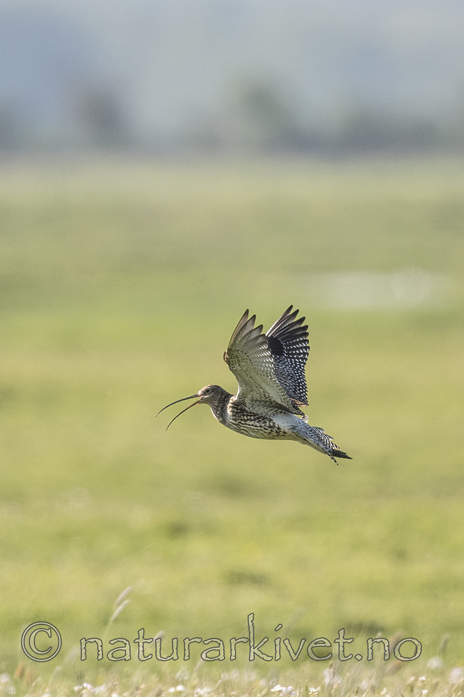 BB_20180513_0849 / Numenius arquata / Storspove