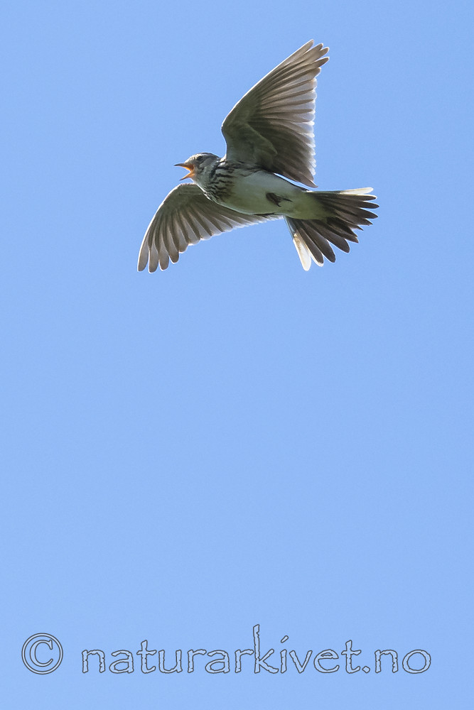 BB_20180513_1350 / Alauda arvensis / Sanglerke