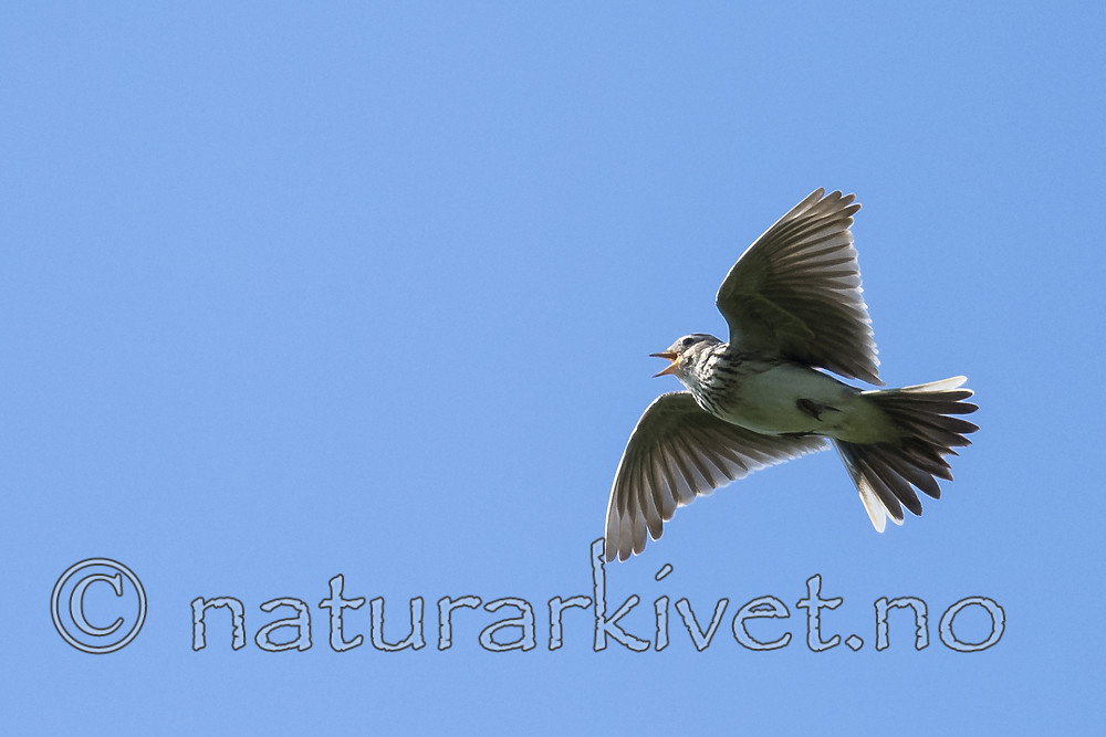 BB_20180513_1357 / Alauda arvensis / Sanglerke