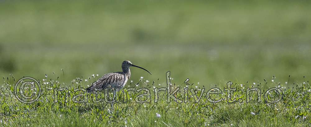 BB_20180513_1557 / Numenius arquata / Storspove