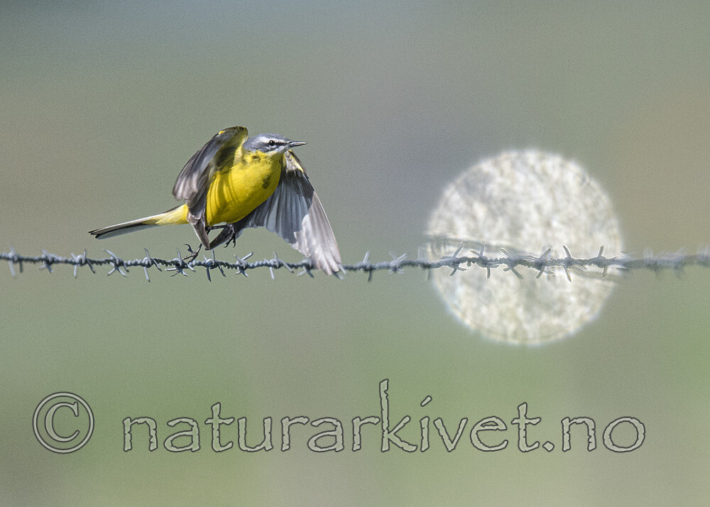 BB_20180513_1783 / Motacilla flava / Gulerle