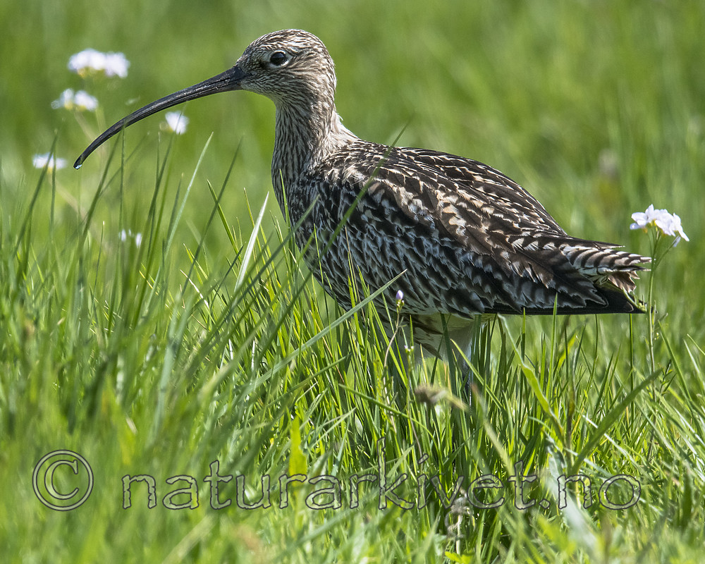 BB_20180513_2058 / Numenius arquata / Storspove