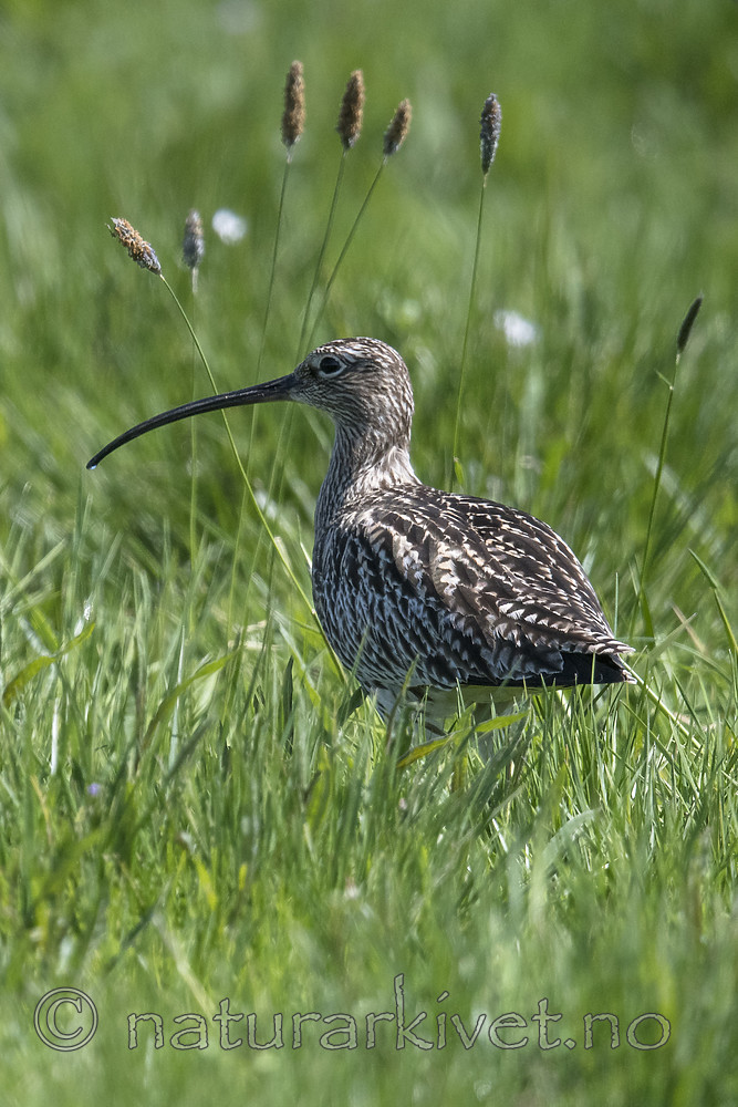 BB_20180513_2077 / Numenius arquata / Storspove <br /> Tringa totanus / Rødstilk