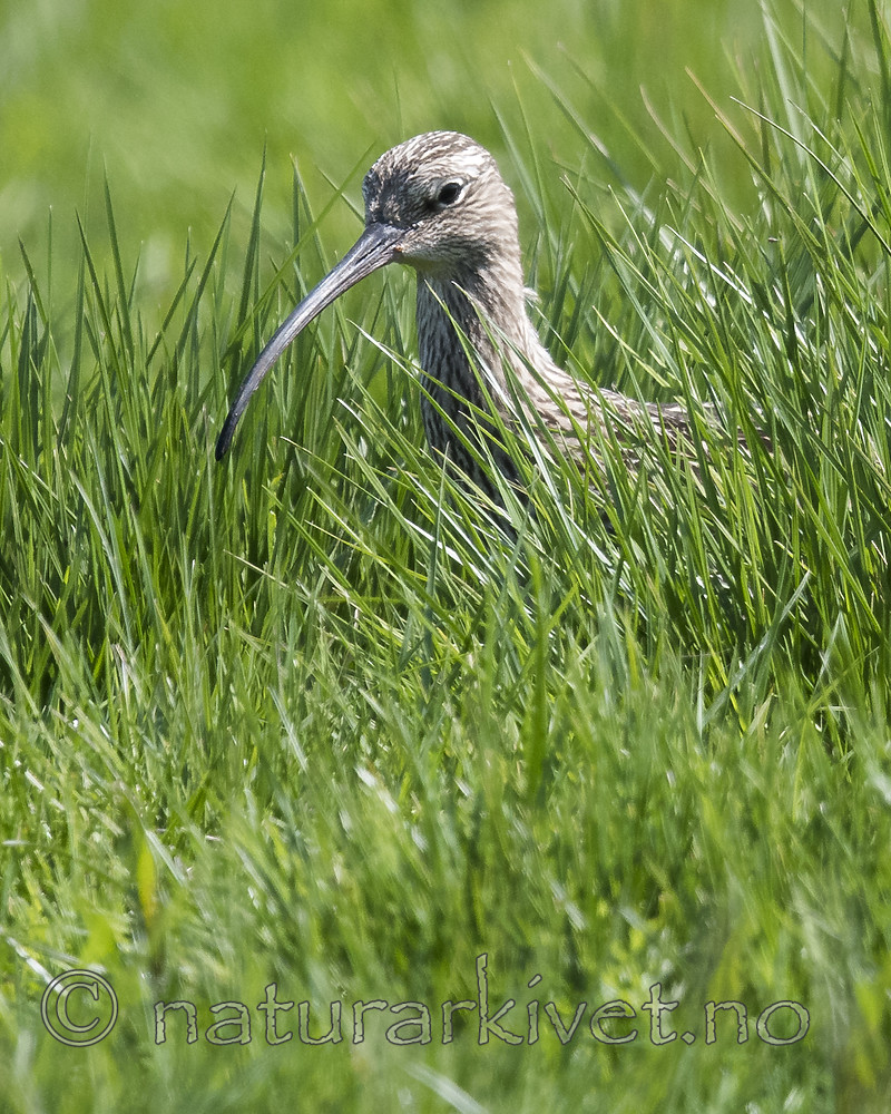 BB_20180513_2224 / Numenius arquata / Storspove