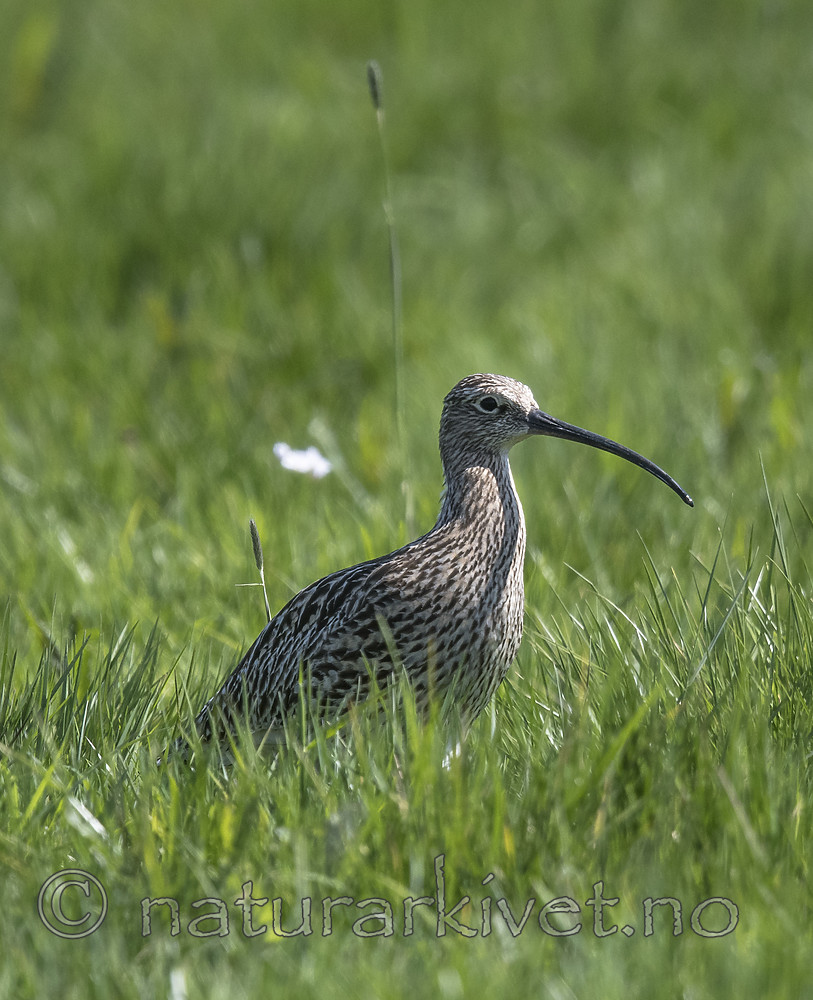 BB_20180513_2250 / Numenius arquata / Storspove