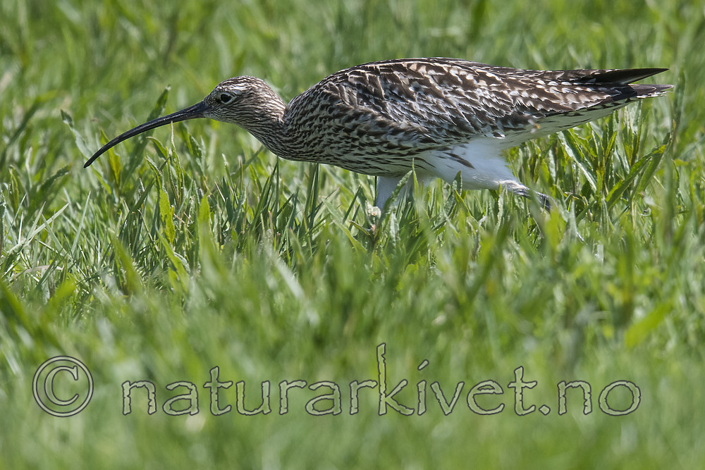 BB_20180513_2281 / Numenius arquata / Storspove