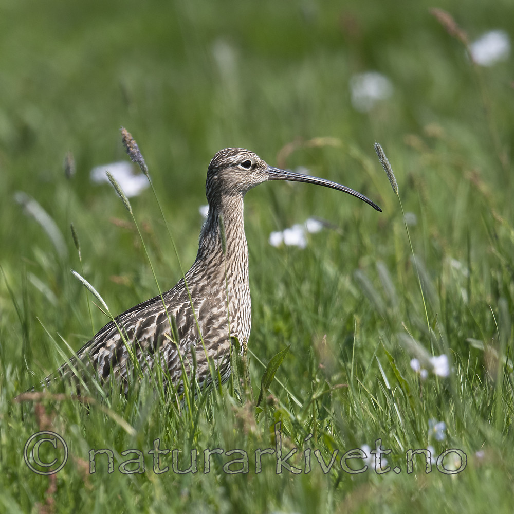 BB_20180513_2323 / Numenius arquata / Storspove