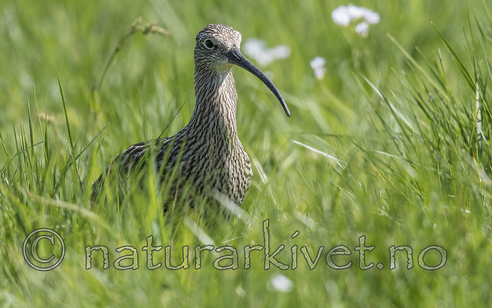 BB_20180513_2401 / Numenius arquata / Storspove