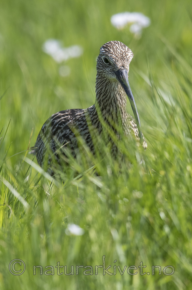 BB_20180513_2405 / Numenius arquata / Storspove